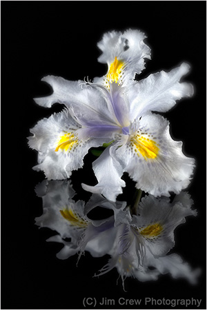 Blossom Reflection